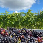 The Mount Vineyard Harvest 2020