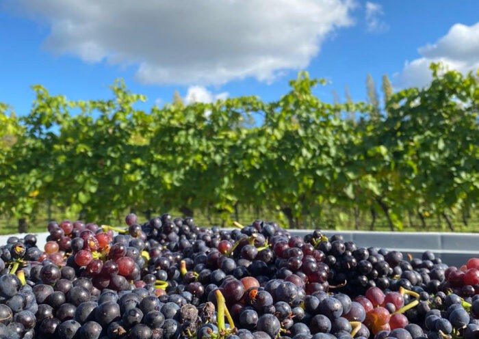 Harvest 2020