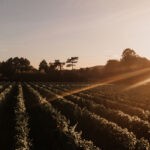 The Mount Vineyard in Kent at Sunset