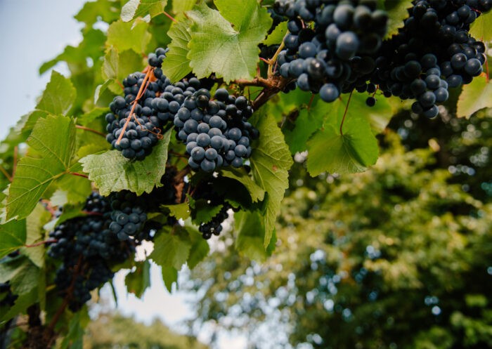 The Mount Vineyard News