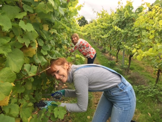 Corporate Grape Picking Day at The Mount Vineyard – A unique team-building event