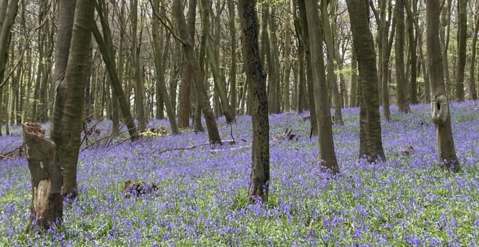 Bluebell Walk & Lunch at The Mount Vineyard