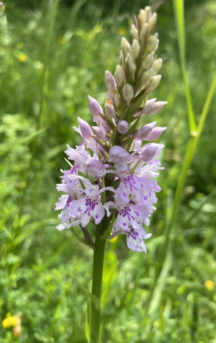 Wildflower Meadow Walk & Wine Flight at The Mount Vineyard