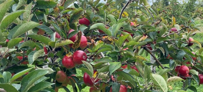 Fruits & Berries Walk and Wine Flight at The Mount Vineyard