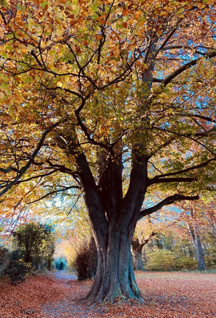 Autumn Walk and Lunch at The Mount Vineyard